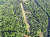 aerial view of John Brooker's grass runway cut out of a Geargia pine forest